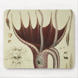 Mousepad Calamar, Pl.2 'de Histoire Naturelle