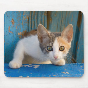 Mousepad Calico Gato Gatinho Engraçado Foto Curiosa De Olh