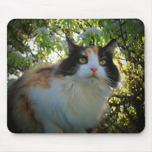 Mousepad Calico na árvore de maçã florescente (Frente)