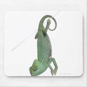 Mousepad Camaleão encoberto novo, calyptratus do Chamaeleo
