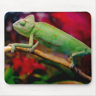 Mousepad Camaleão verde no galho