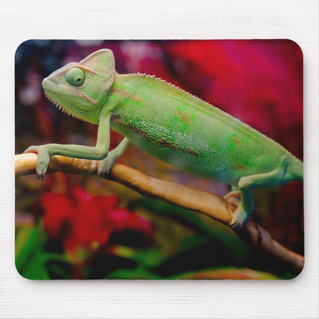 Mousepad Camaleão verde no galho (Frente)