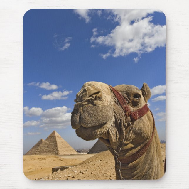 Mousepad Camel em frente às pirâmides de Giza, Egito, (Frente)