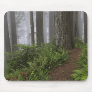 Mousepad Caminho através das árvores sequóias gigantes envo