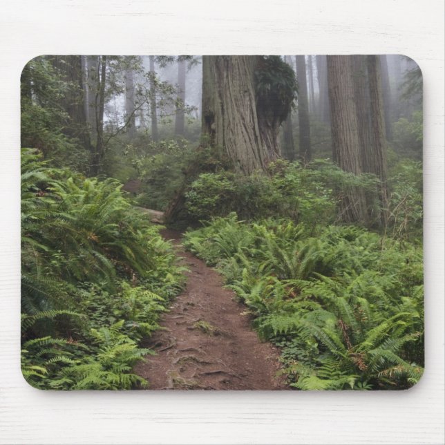 Mousepad Caminho através das árvores sequóias gigantes envo (Frente)