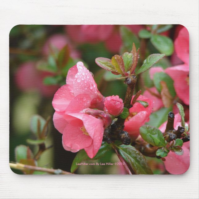 Mousepad Campanha de Flor Rosa-primavera (Frente)