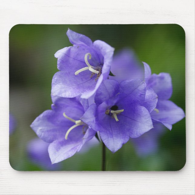 Mousepad Campanula (Frente)