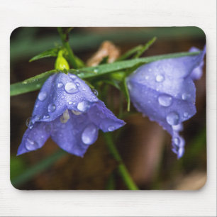 Mousepad Campanula "Sarastro" (Bellflower)