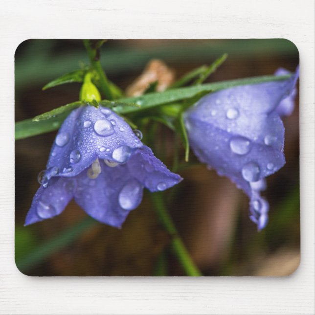 Mousepad Campanula "Sarastro" (Bellflower) (Frente)