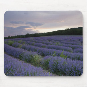 Mousepad Campo da lavanda no por do sol