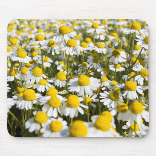Mousepad Campo de Camomila, Hungria (Frente)