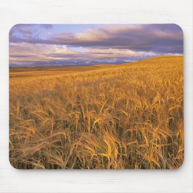 Mousepad Campo de cevada madura ao longo das Rochosas (Frente)