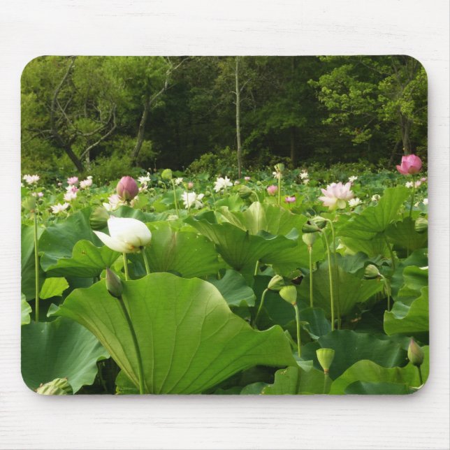 Mousepad Campo de Flores de Lotus no Jardim de Verão (Frente)