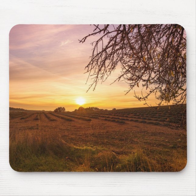 Mousepad Campo de lavanda do outono no pôr do sol (Frente)