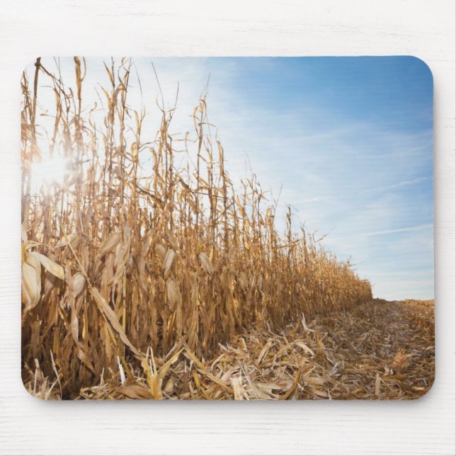Mousepad Campo de milho em parte colhido (Frente)