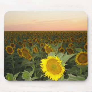 Mousepad Campo do girassol