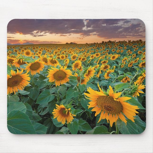 Mousepad Campo do girassol em Longmont, Colorado (Frente)