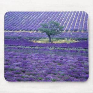 Mousepad Campos de lavanda, Vence, Provence, França