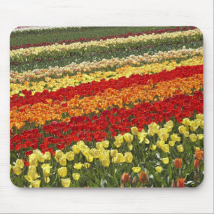 Mousepad Campos de Tulipa, perto de Tapanui, West Otago, Su