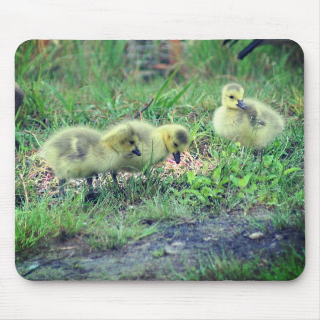 Mousepad Canadá Goose Babies Nature (Frente)