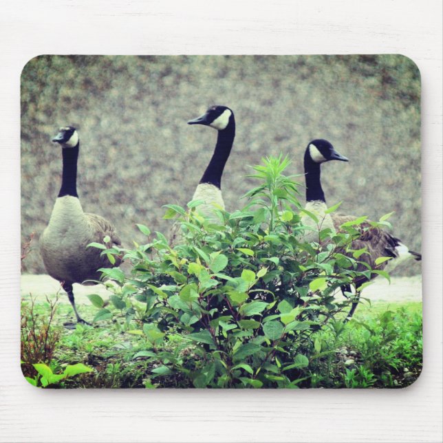 Mousepad Canadá - Goose Trio Nature (Frente)