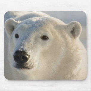 Mousepad Canadá, Manitoba, Baía de Hudson Urso Polar