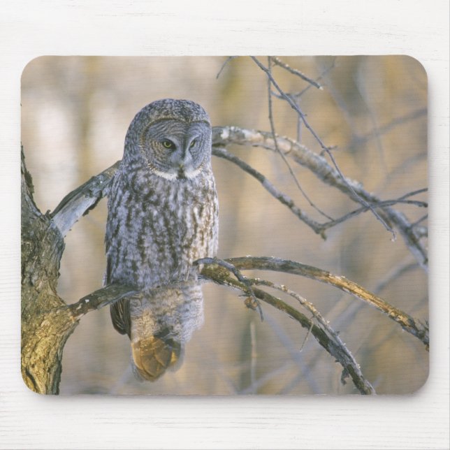 Mousepad Canadá, Quebec. Grande coruja cinzenta empoleirada (Frente)