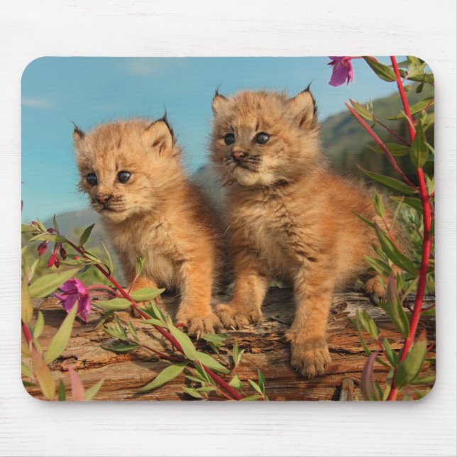 Mousepad Canadense Lynx Kittens, Alasca (Frente)