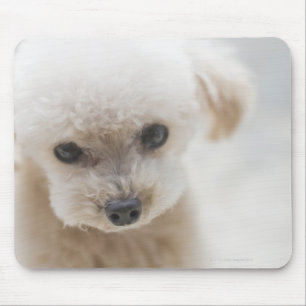 Mousepad caniche de brinquedo