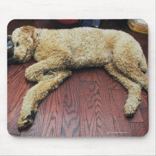 Mousepad Caniche padrão que dorme no assoalho