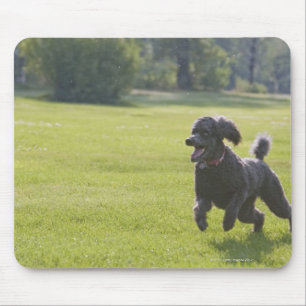 Mousepad Caniche que joga o frisbee