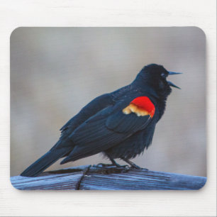 Mousepad Cantarilho Vermelho Musical em um pântano