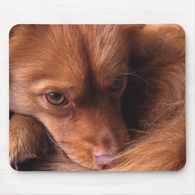 Mousepad cão (Frente)