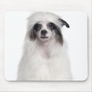 Mousepad Cão com crista chinês (7 meses velho)