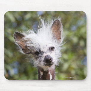 MOUSEPAD CÃO COM CRISTA CHINÊS (CALVO)