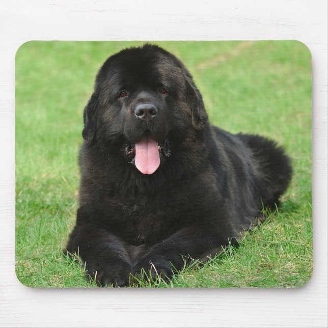 Mousepad Cão da Terra Nova (Frente)