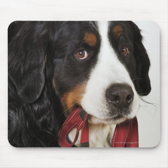 Mousepad Cão de Montanha Bernese (Berner Sennenhund) com (Frente)