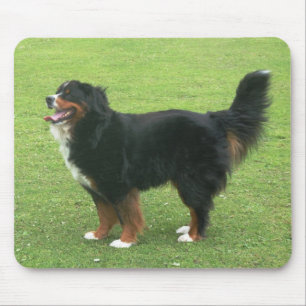 Mousepad Cão de montanha de Bernese