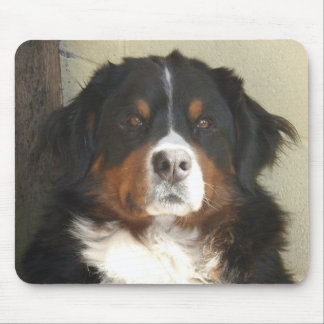 Mousepad Cão de montanha de Bernese