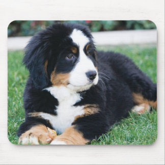 Mousepad Cão de montanha de Bernese