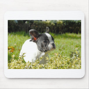 Mousepad Cão-de-ouro francês bonito na grama