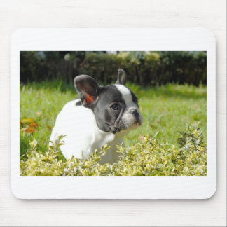 Mousepad Cão-de-ouro francês bonito na grama