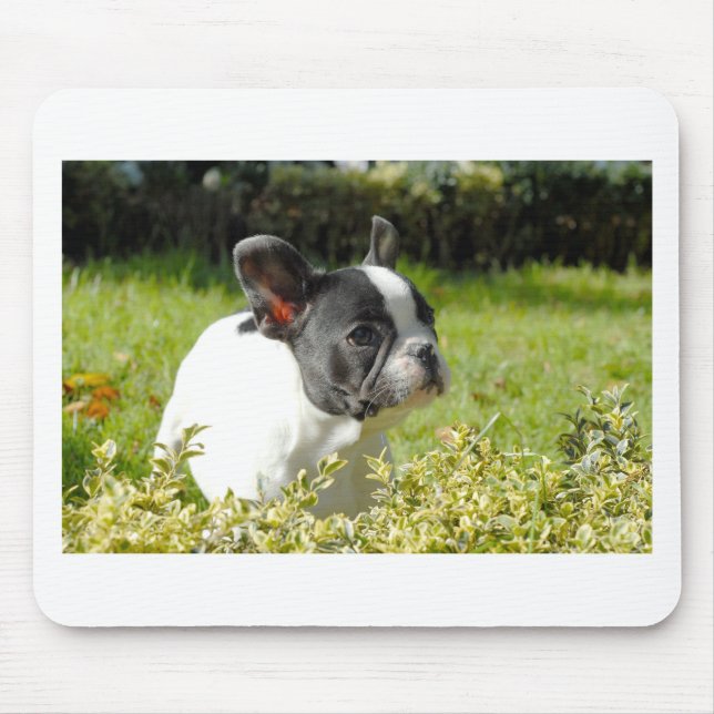Mousepad Cão-de-ouro francês bonito na grama (Frente)