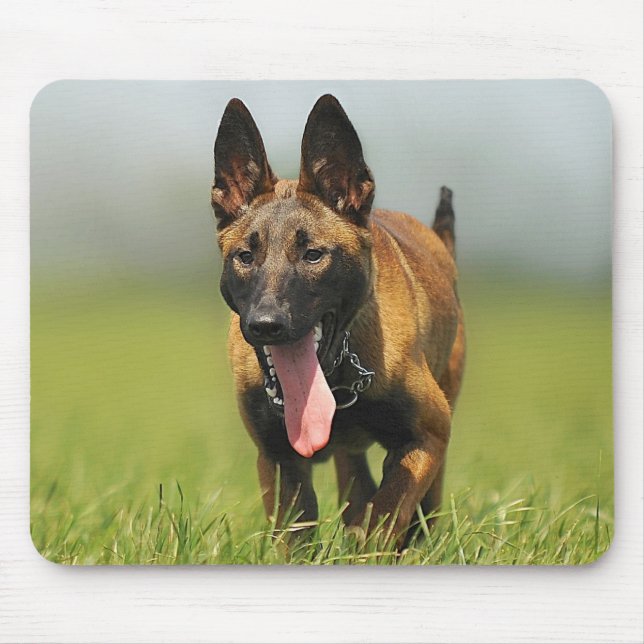 Mousepad Cão de pastor belga (Frente)