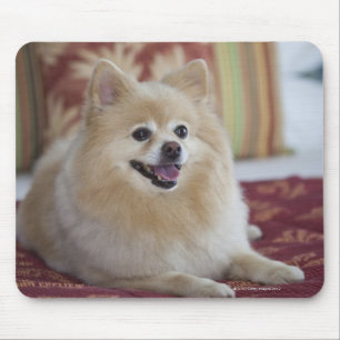 Mousepad Cão de Pomeranian na sala de hotel amigável do