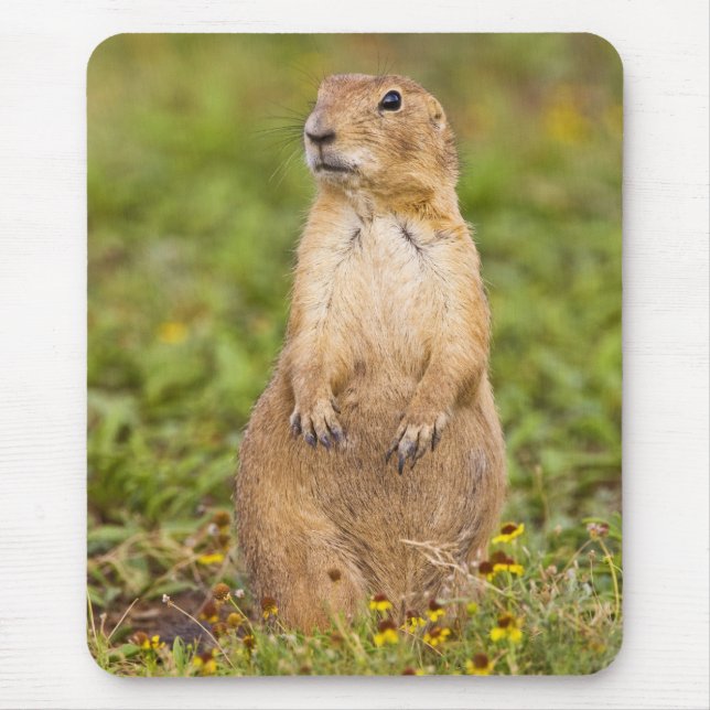 Mousepad Cão-de-pradaria-de-cauda-preta Cynomys (Frente)