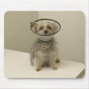 Mousepad Cão de Terrier que veste o colar protetor