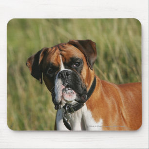 Mousepad Cão do pugilista que olha fixamente na câmera