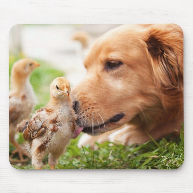 Mousepad Cão e pintinho (Frente)