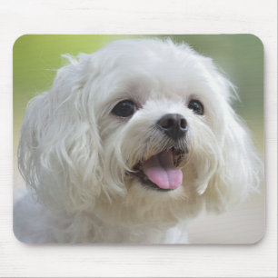 Mousepad Cão maltês branco